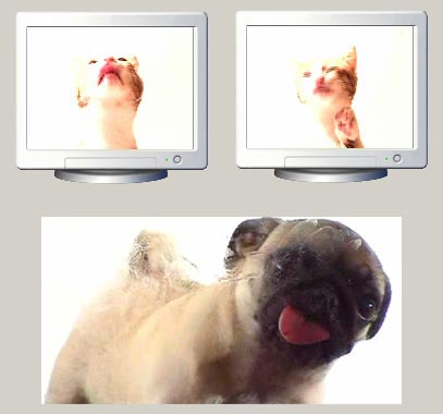 cat-dog-screen-lick-screensavers