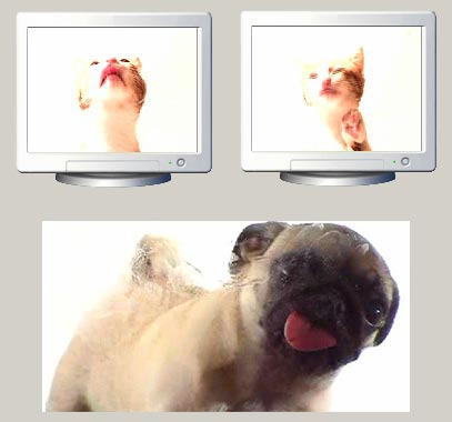 Dogscatswallpaper on Cat Dog Screen Lick Screensavers Jpg