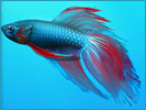 windows7-fish